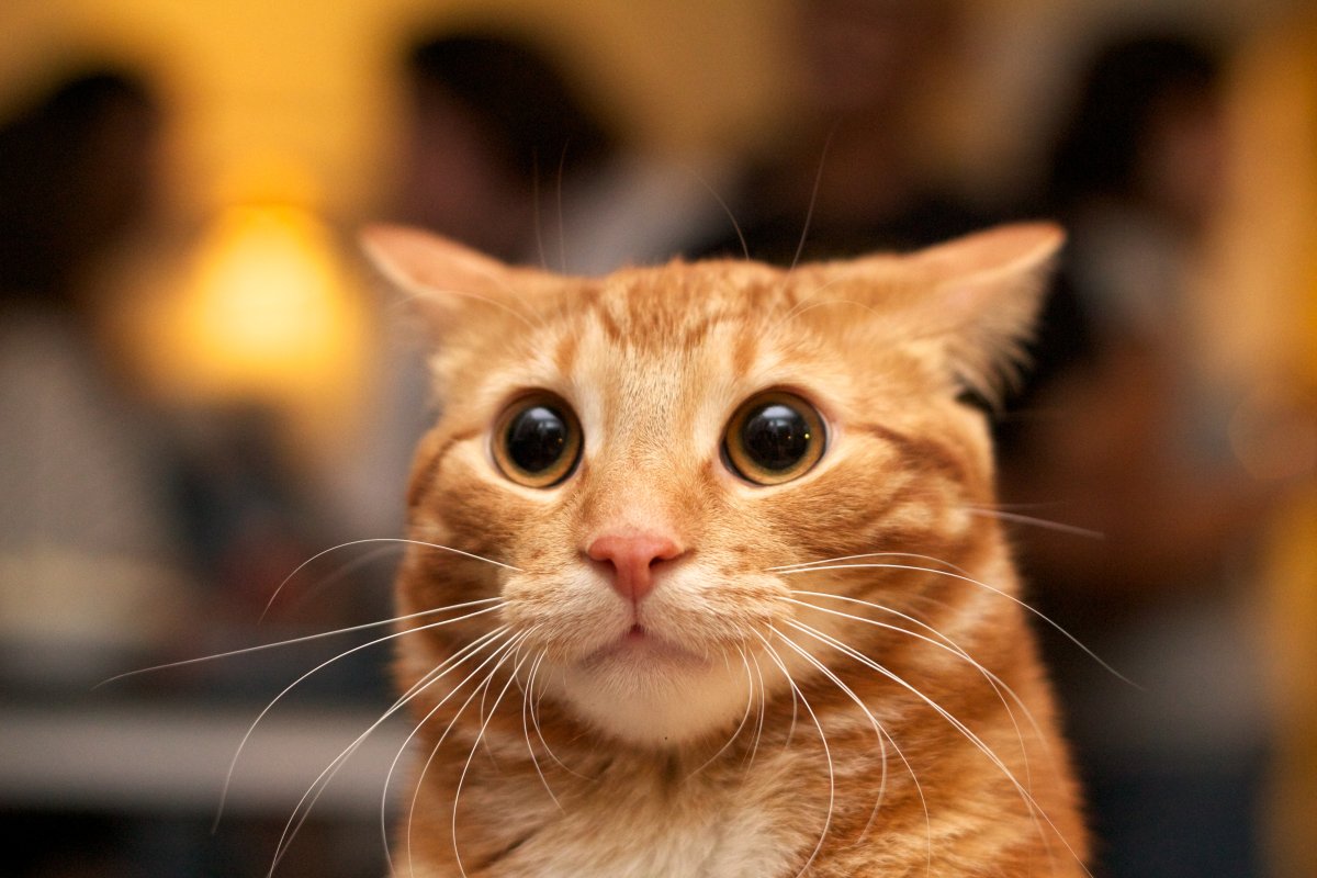 An orange cat looking surprised with its ears back.