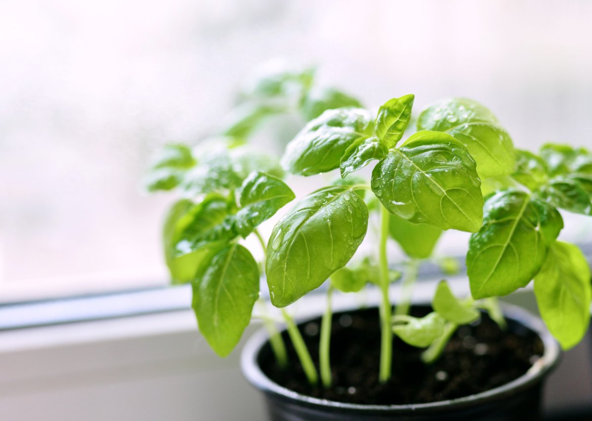 10 great indoor gardening products to ensure thriving plants year-round.