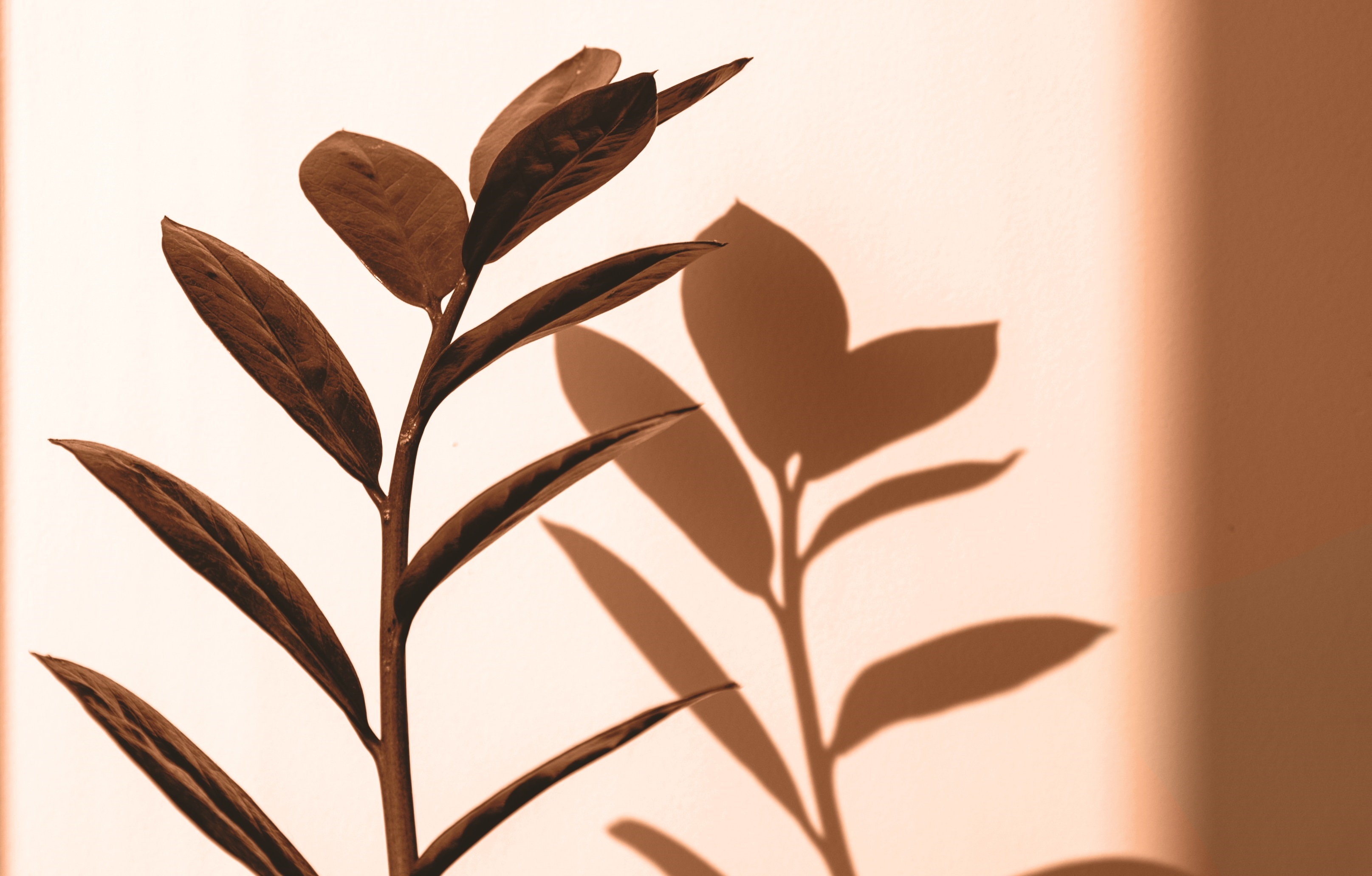 Кураторът независимо решава какви теми и продукти представяме Когато закупите