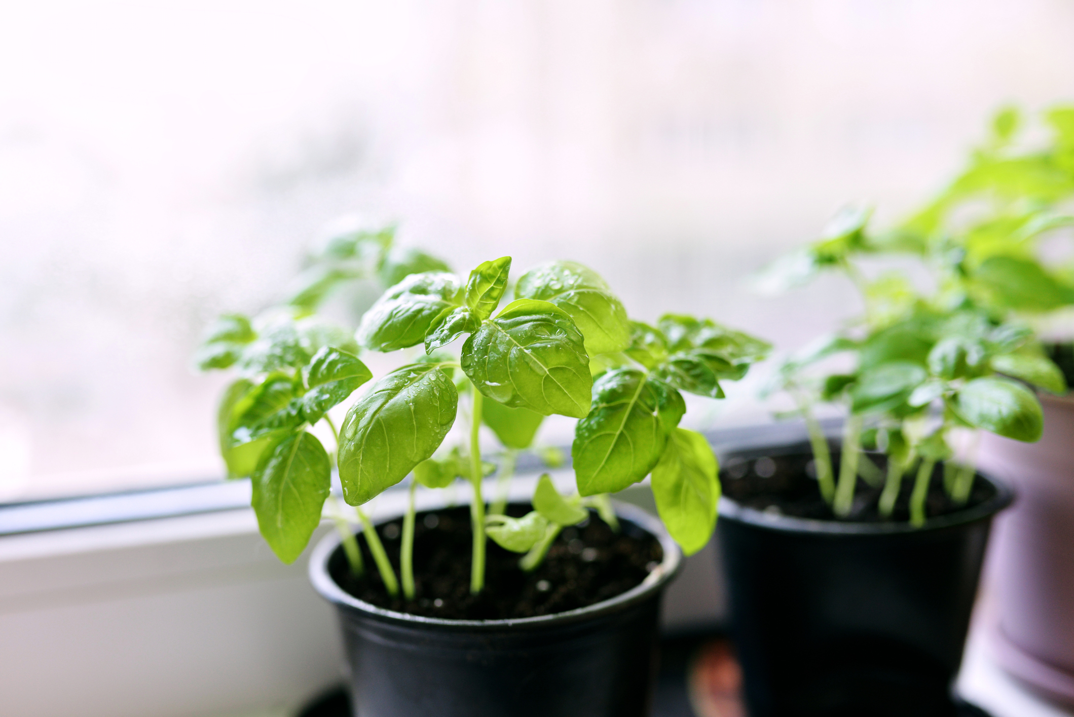 Кураторът самостоятелно решава какви теми и продукти представяме. Когато закупите