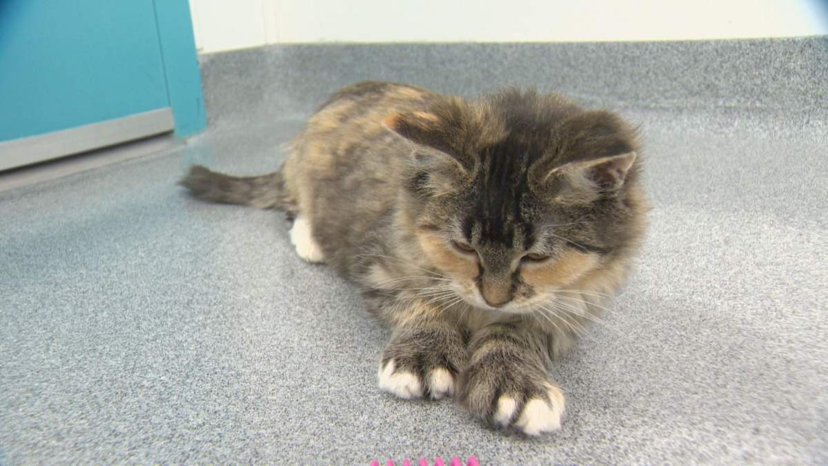 The veterinary clinic will support animals at the humane society and provide spay and neuter services.