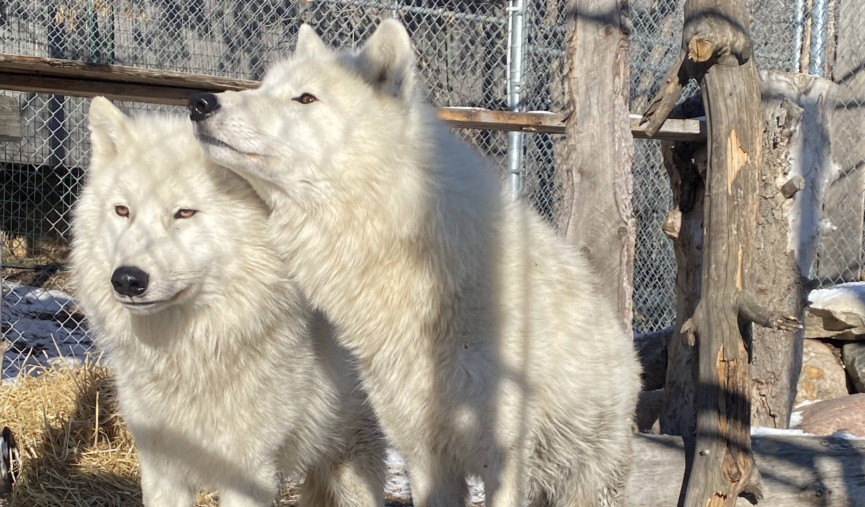 Edmonton Valley Zoo howling with excitement over new wolves