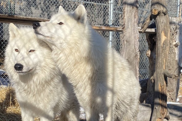 Edmonton Valley Zoo howling with excitement over new wolves
