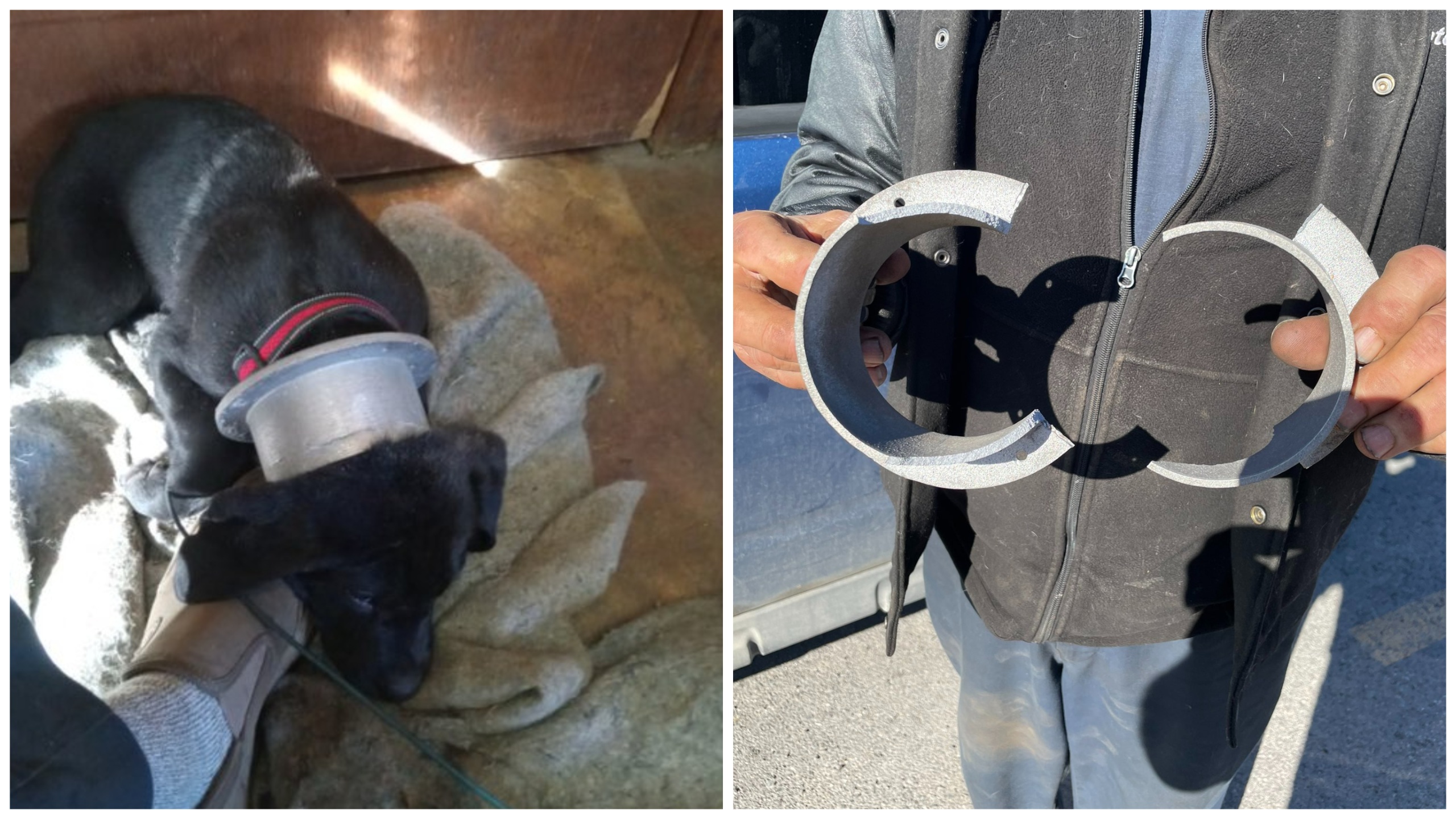 Любопитно кученце в Напани може да се замисли къде ще