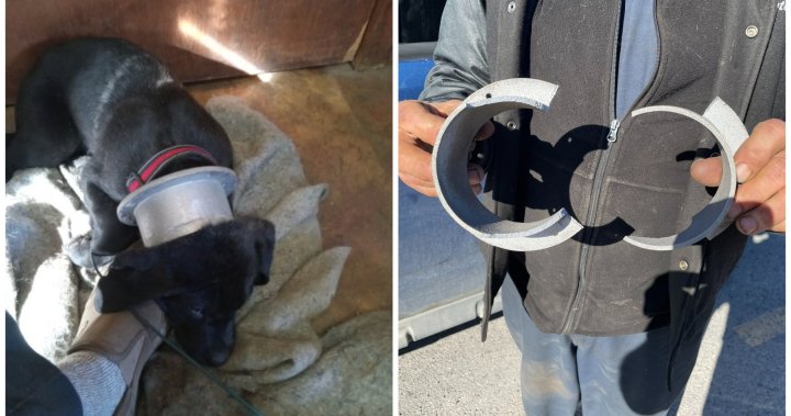 Пожарникарите от Напани спасиха любопитно куче с глава, заклещена в тръба