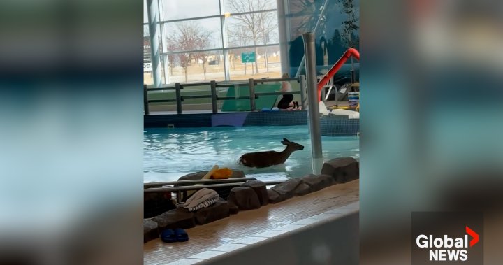 Този елен се потопи в басейн на закрит център за отдих в Онтарио. Последва хаос