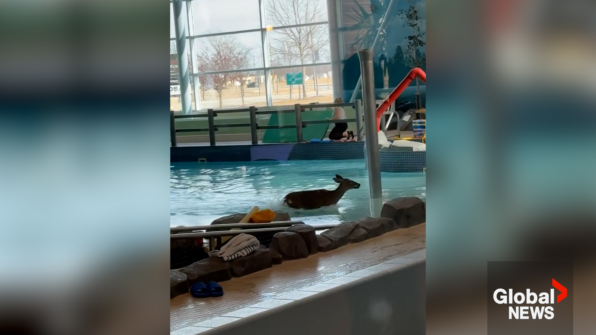 This deer took a plunge into an indoor Ontario rec centre pool. Chaos ensued