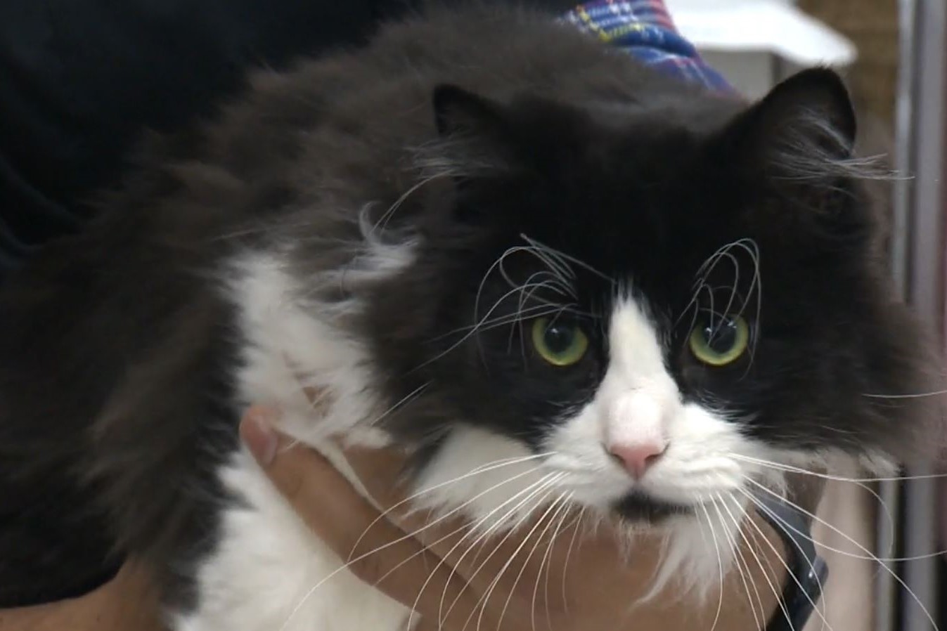 Тази седмица бележи продължаващата световна инициатива за насърчаване на собствениците