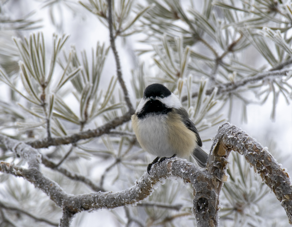 The Your Saskatchewan photo of the day for Feb. 27 was taken by Cathy Wall of a Black-Capped Chickadee in Regina.