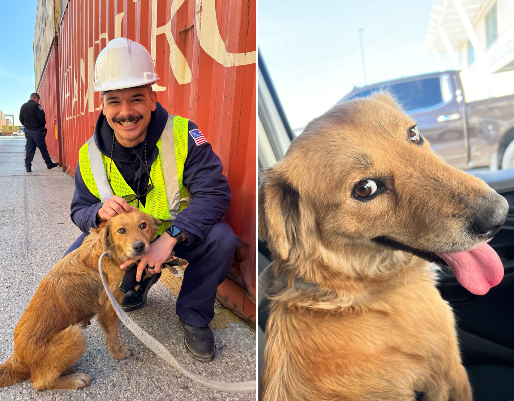 Photos of Connie the Container Dog after she was rescued from a shipping container at the Port of Houston by Coast Guard officers.