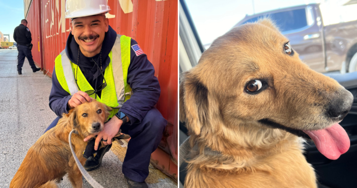 Куче, спасено от транспортен контейнер, след като беше в капан повече от седмица