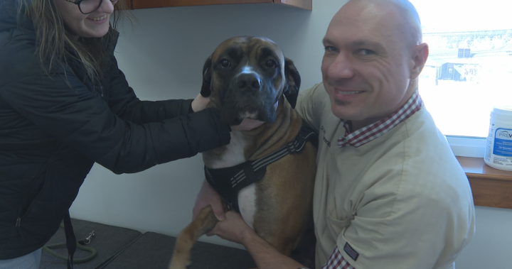 Нова клиника за разходка преодолява празнината за собствениците на домашни любимци, тъй като N.B. вижда недостиг на ветеринар