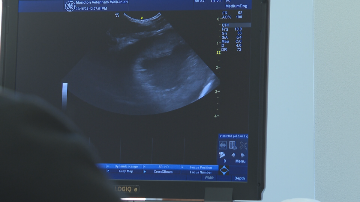 Both vets say people should check on veterinarian availability before getting a pet, especially more exotic pets like rodents, birds and reptiles.