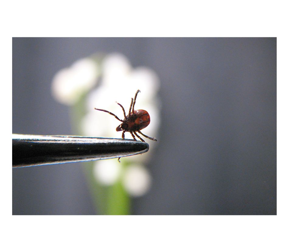 Сезонът на кърлежите е в пълна сила в Саскачеван и