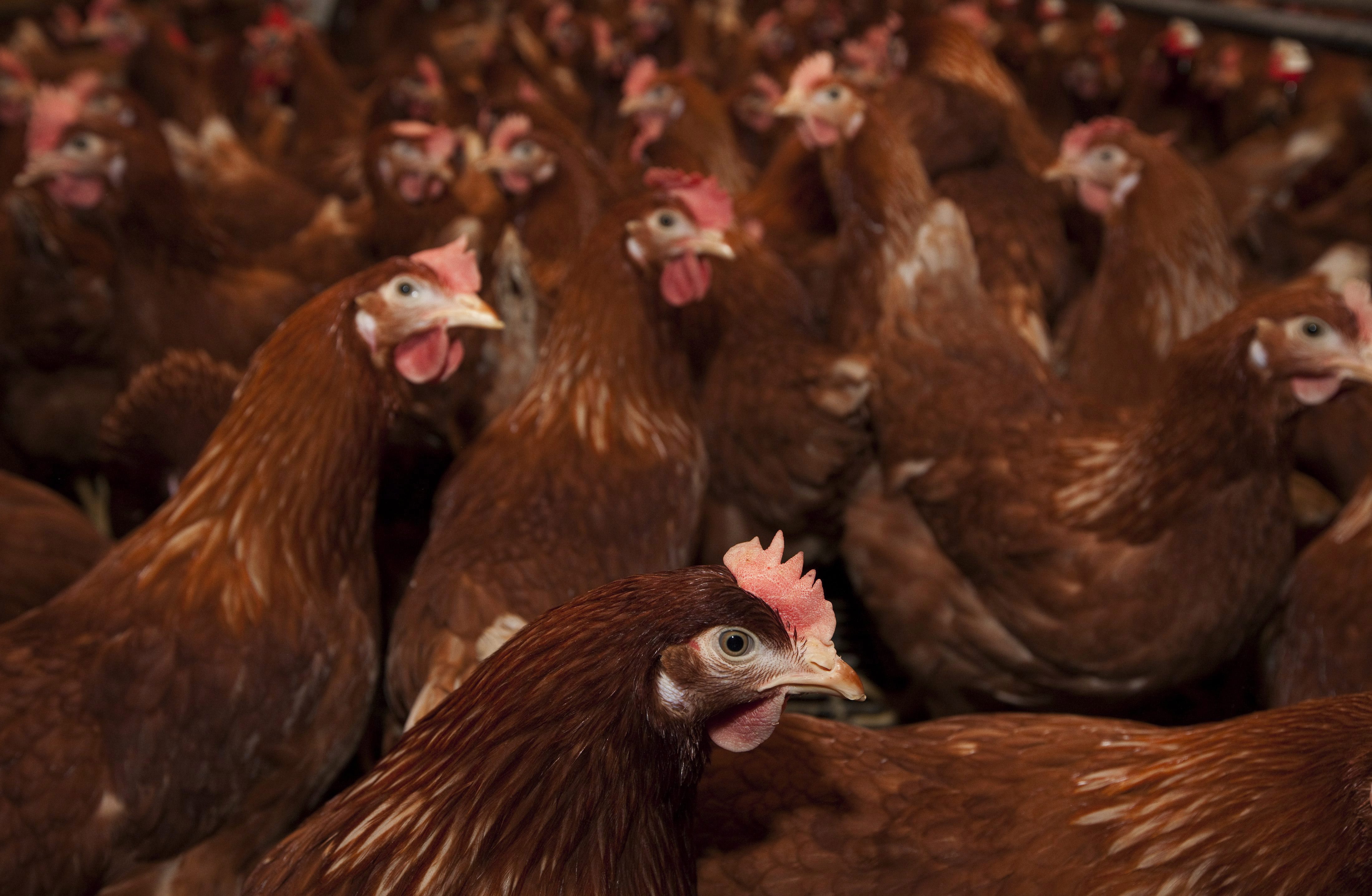 Avian flu: More than 3M birds affected in Canada amid global outbreak