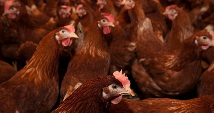 Птичи грип: Повече от 3 милиона птици, засегнати в Канада на фона на глобална епидемия