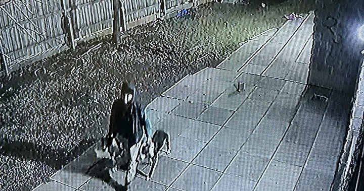 Жена, повлечена на земята при кучешка атака в Торонто, получава животозастрашаващи наранявания: полиция