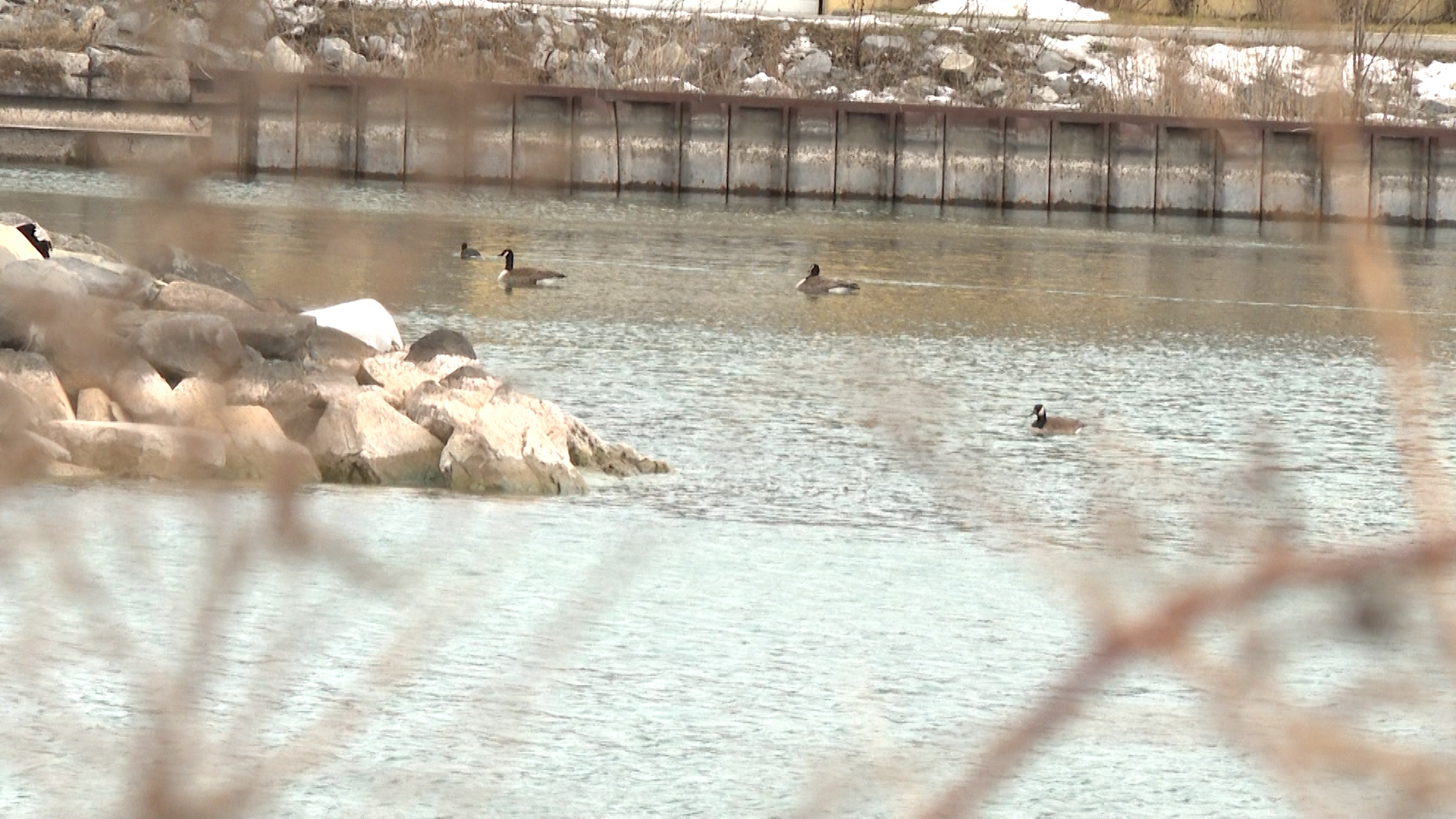 Внезапното увеличение на броя на мъртвите канадски гъски докладвани по