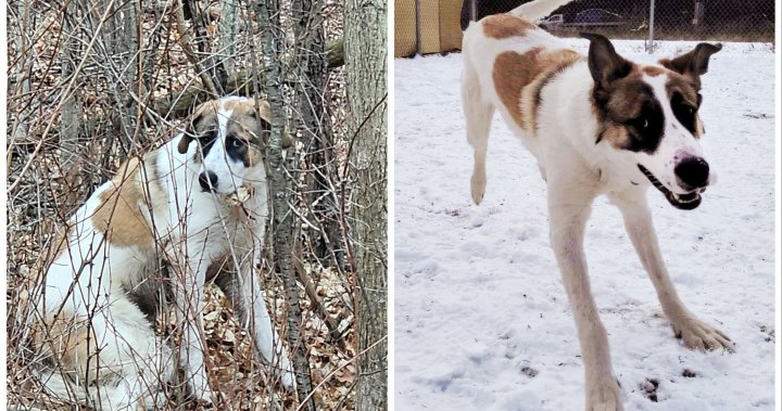 Изоставено куче, спасено от гората на окръг Принц Едуард след часове увещаване