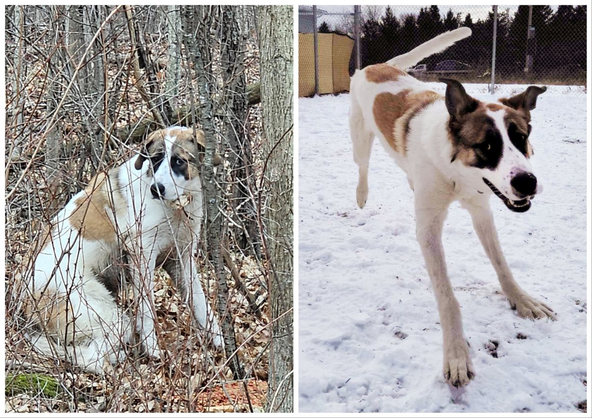 Abner seen left alone on a seasonal road in Prince Edward County (left) is now much happier and up for adoption at Humane Society Hastings Prince Edward (right).