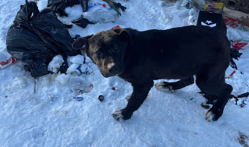 One of the many dogs Jasmin Wenarchuk has rescued in rural parts of Saskatchewan.
