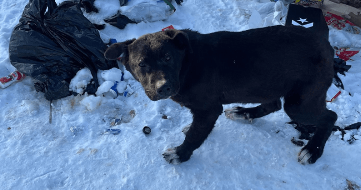 Усилията за спасяване на кучета La Loche подчертават кризата в селските райони на Саскачеван
