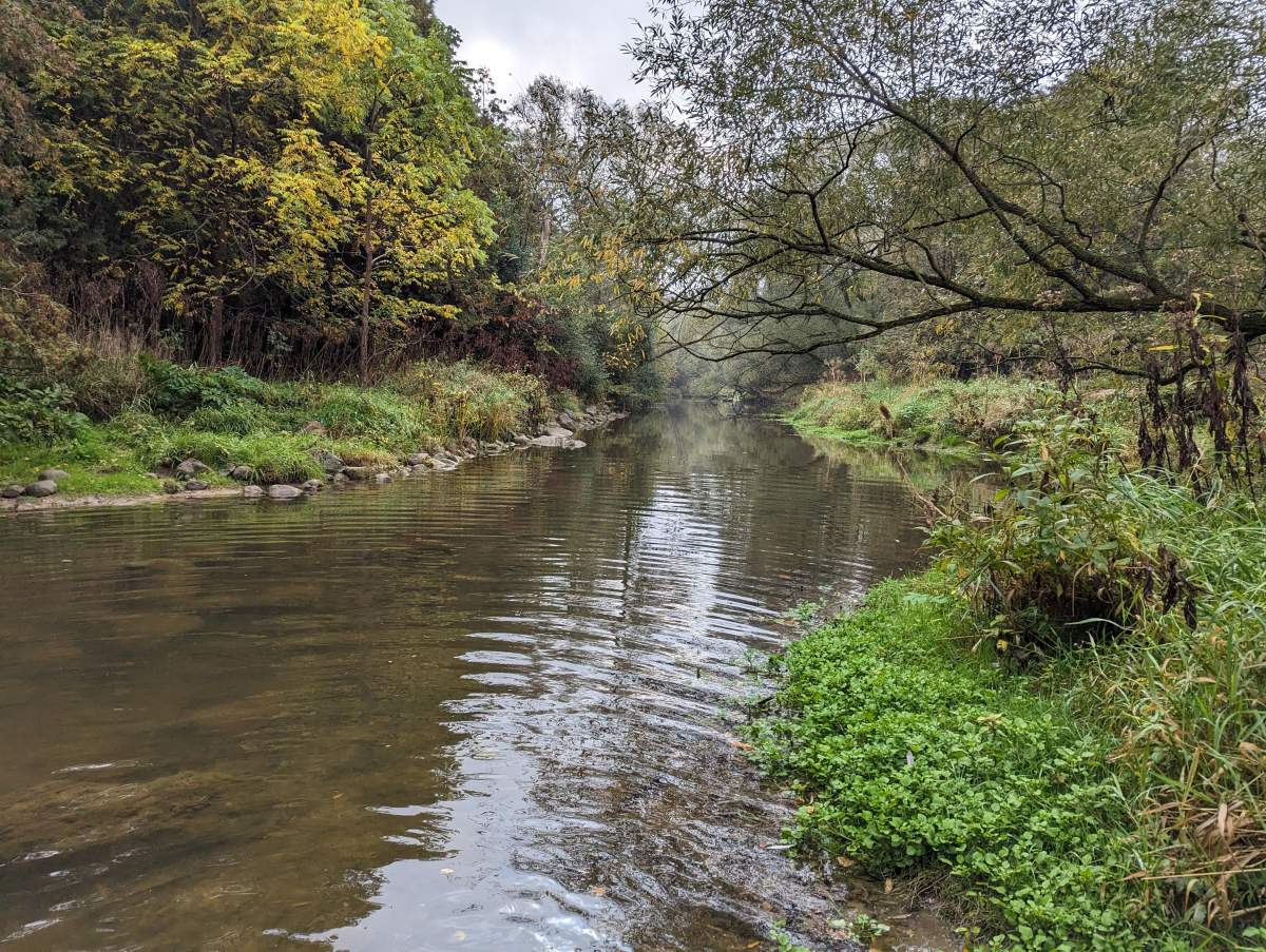 A creek with greenery on its banks.