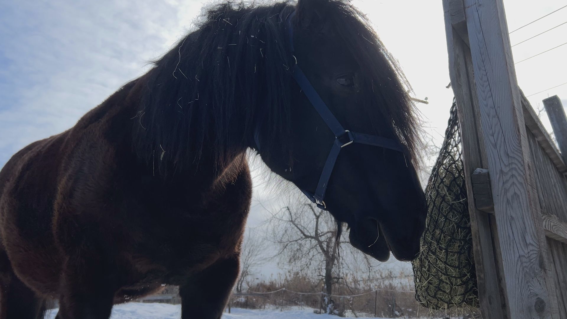 Hay bills putting financial pressure on Montreal-area horse rescue