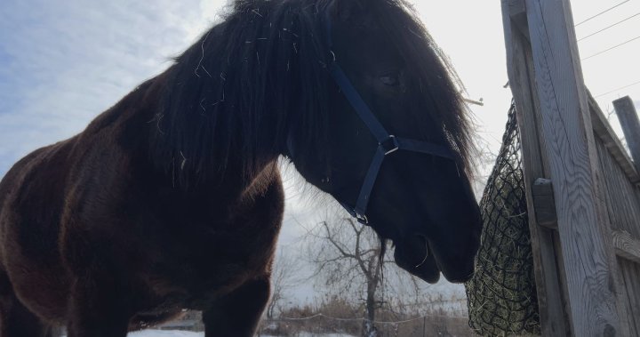 Сметките за сено оказват финансов натиск върху спасяването на коне в района на Монреал