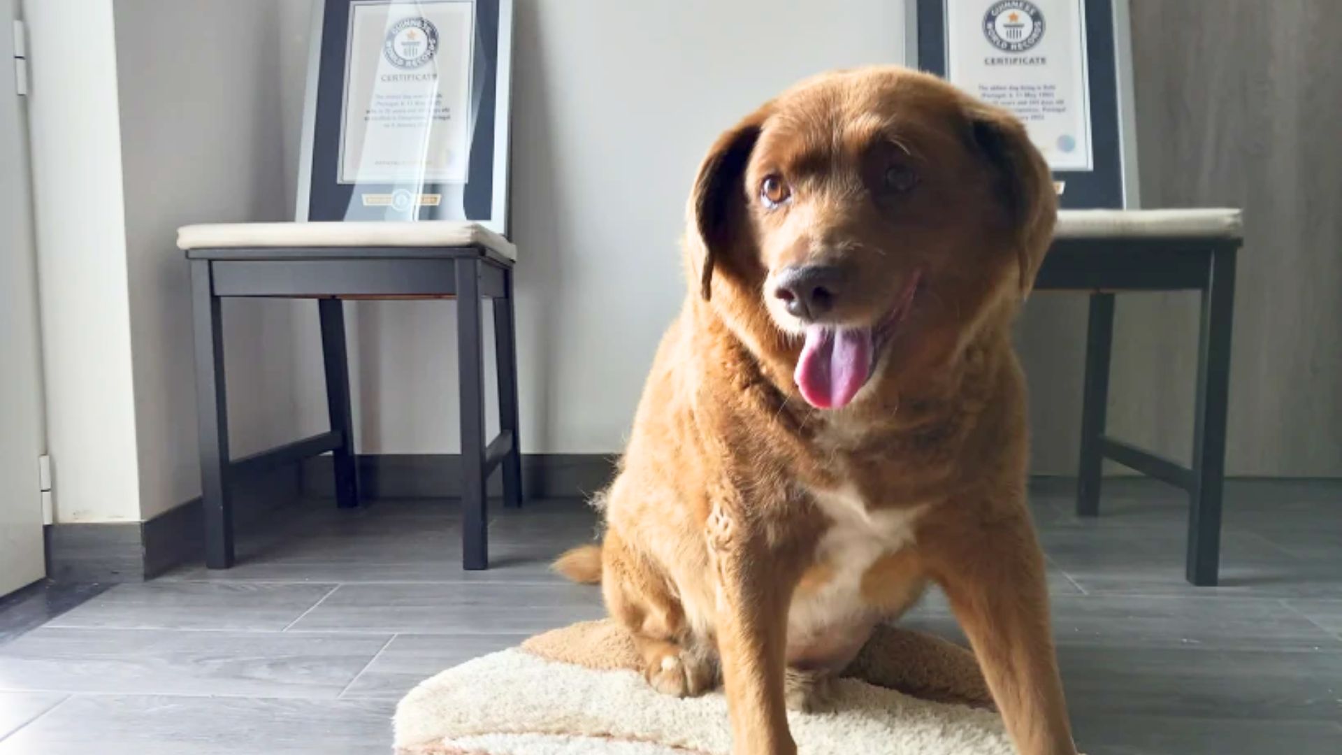 Bobi loses ‘world’s oldest dog’ title after Guinness World Records review