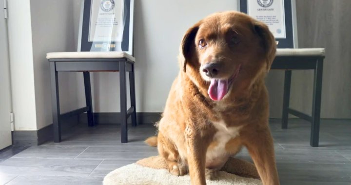 Боби губи титлата „най-старото куче в света“ след преглед на Световните рекорди на Гинес