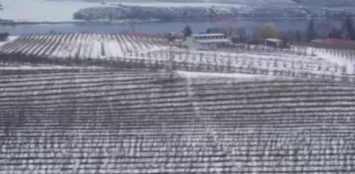 The full extent of the damage to grapevines won't be known until the spring but it's not looking good according to B.C. Grape Growers' Association.