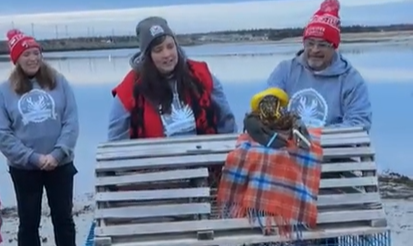 Lucy the Lobster, wearing a sou’wester hat, also made a Groundhog Day prediction.