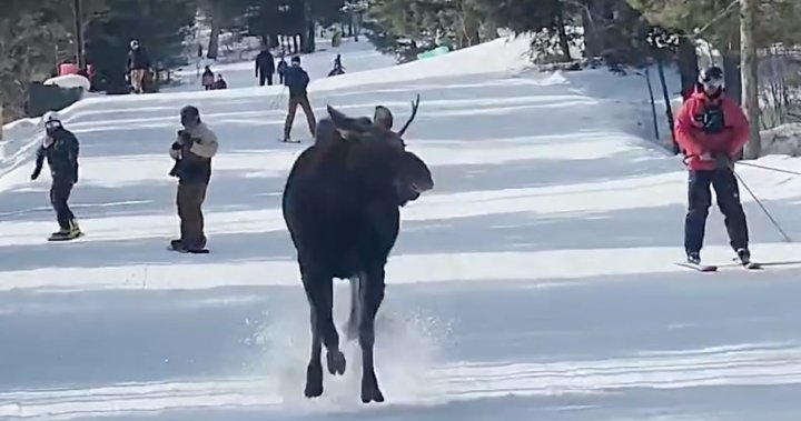 Свещена крава!Див лос се отправи към ски хълм в Уайоминг