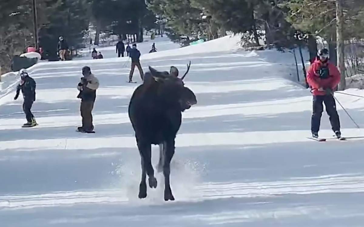 A moose ran down a ski slope at Jackson Hole Mountain Resort with a host of skiers and snowboarders.