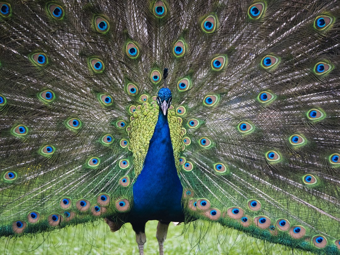 An undated photo of Norman, Calgary Zoo's geriatric peacock.