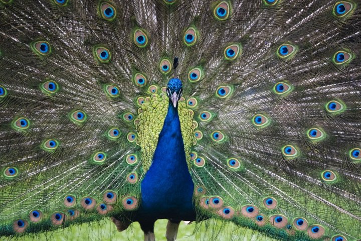Calgary Zoo bids adieu to born-and-raised peacock: ‘Saying goodbye is never easy’