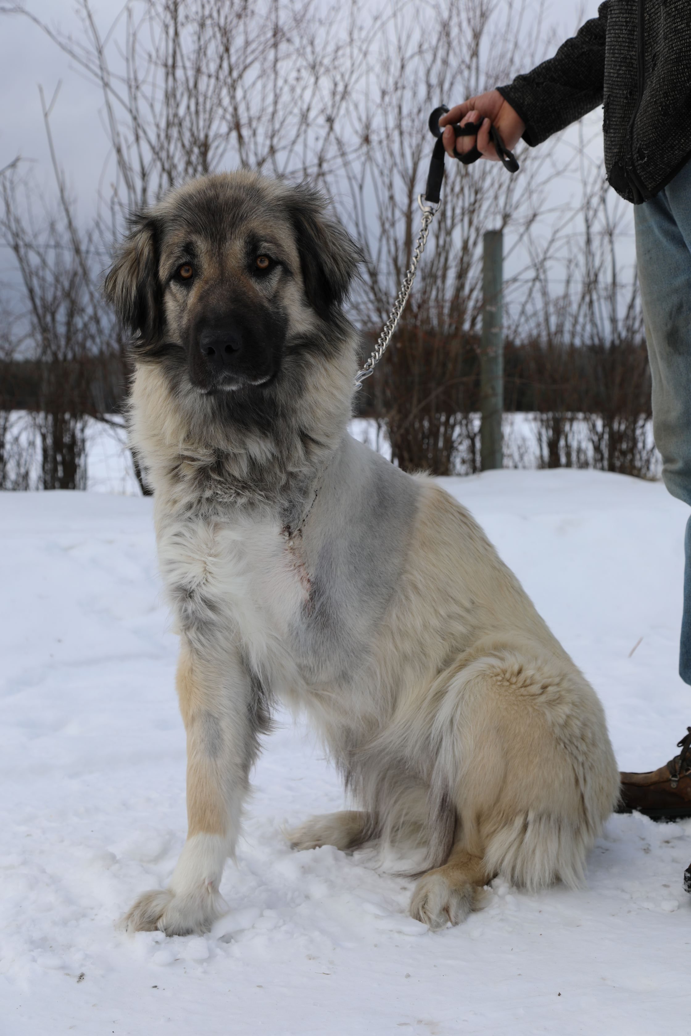 A B C семейството говори открито за кучето си на което