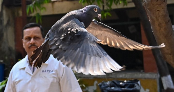 Живей и пусни да лети: Китайски гълъб е опроверган като заподозрян шпионин