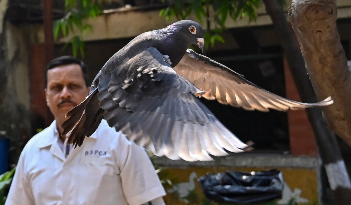 A pigeon that was captured eight months back near a port after being suspected to be a Chinese spy, is released at a vet hospital in Mumbai, India, Tuesday, Jan.30, 2024