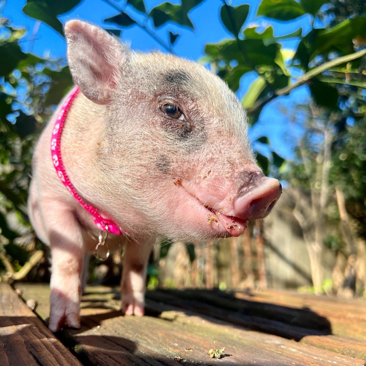 A photo of Piglet, wearing a pink collar, and appearing to smirk at the camera.
