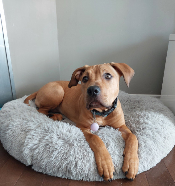 Calgary police said dogs have been seized following two separate animal cruelty investigations.