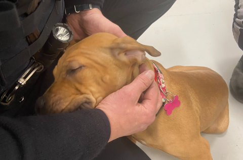Calgary police said dogs have been seized following two separate animal cruelty investigations.