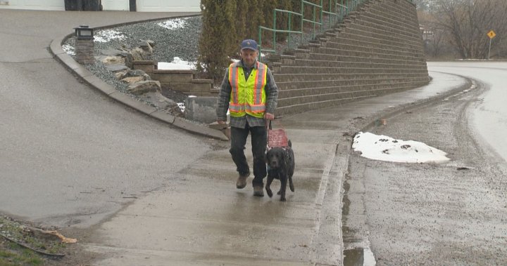 Служебно куче води сляп възрастен от Върнън, Б.К. обратно у дома, след като беше блокиран от такси