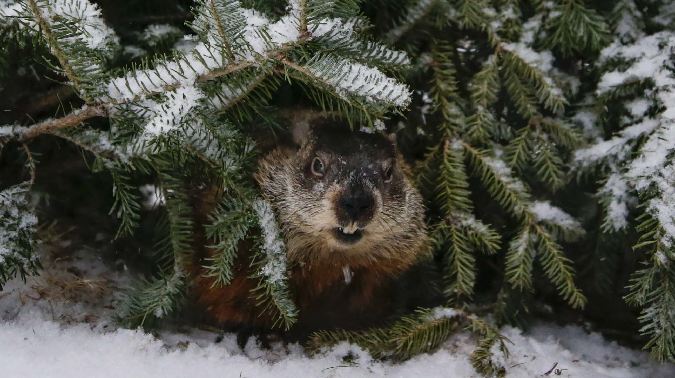 Groundhog Day: Shubenacadie Sam says early spring, Lucy the Lobster says not so fast