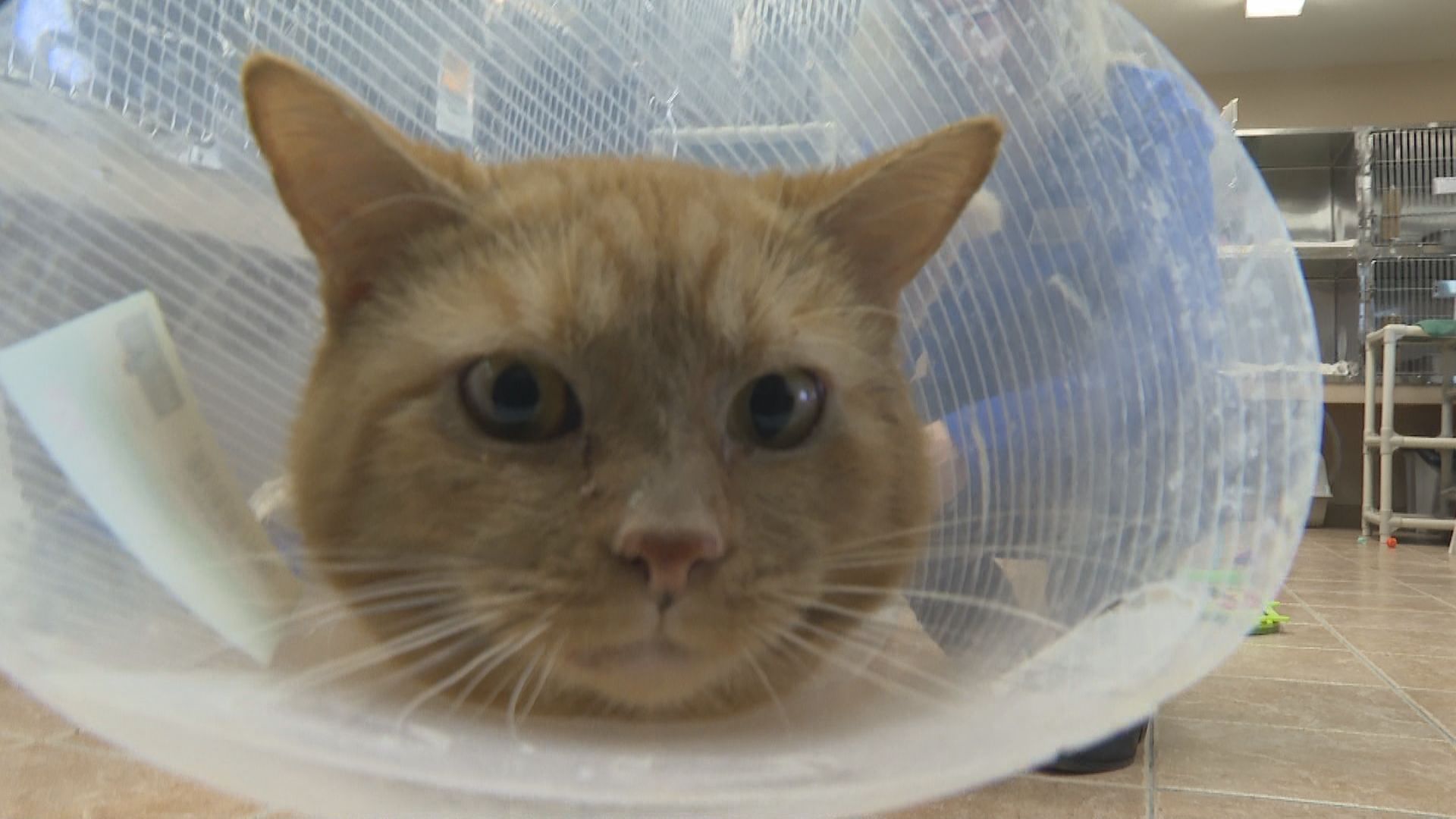 Всичко е на палубата преди годишното набиране на средства за