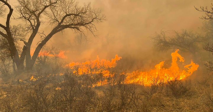 Горският пожар в Тексас сега е най-големият в историята на щата, овладян само 3%