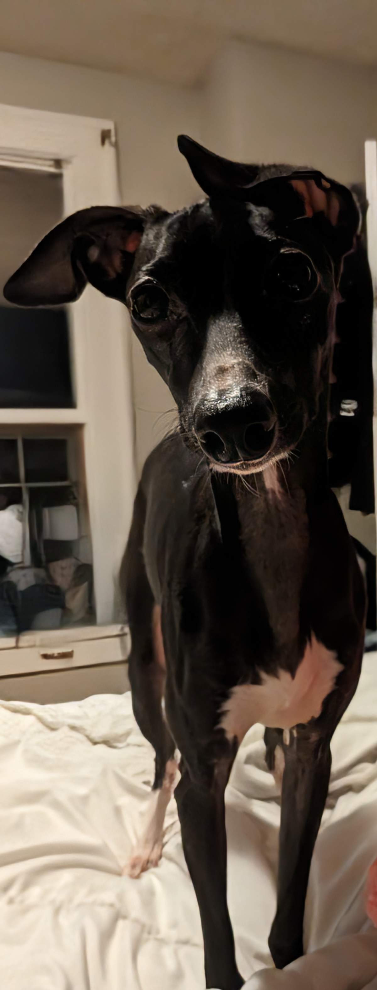 Valentino before disappearing