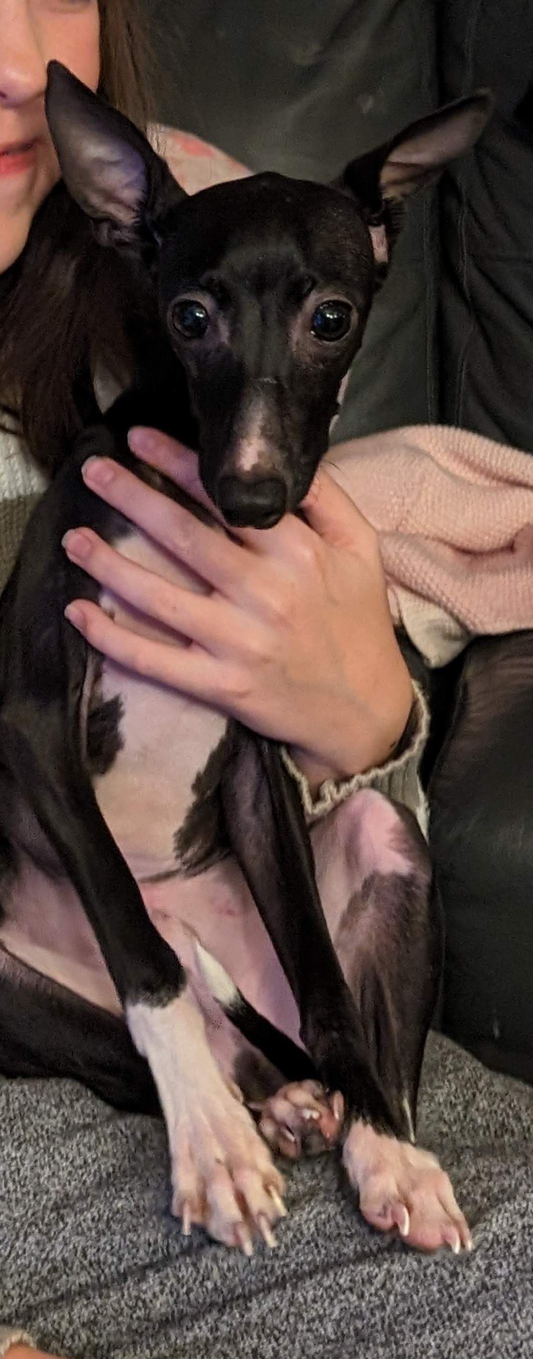 Missing dog Tino