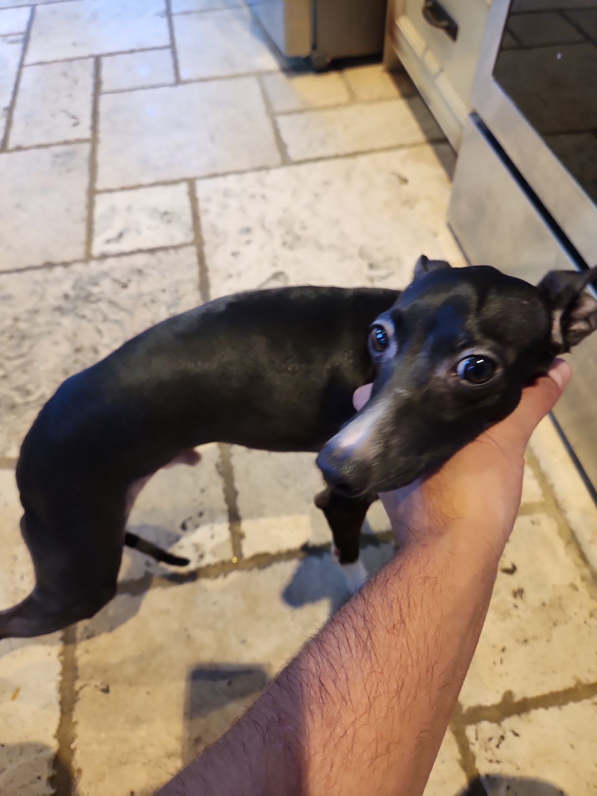 Tino, the missing greyhound